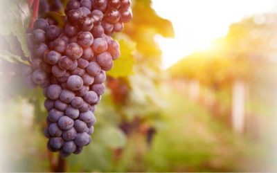 Grape Seed Extract and the Benefits