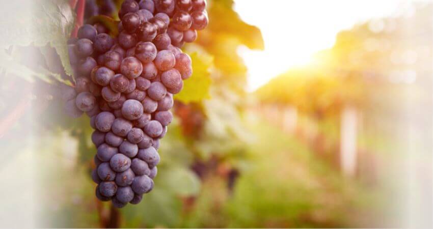 Grape Seed Extract and the Benefits