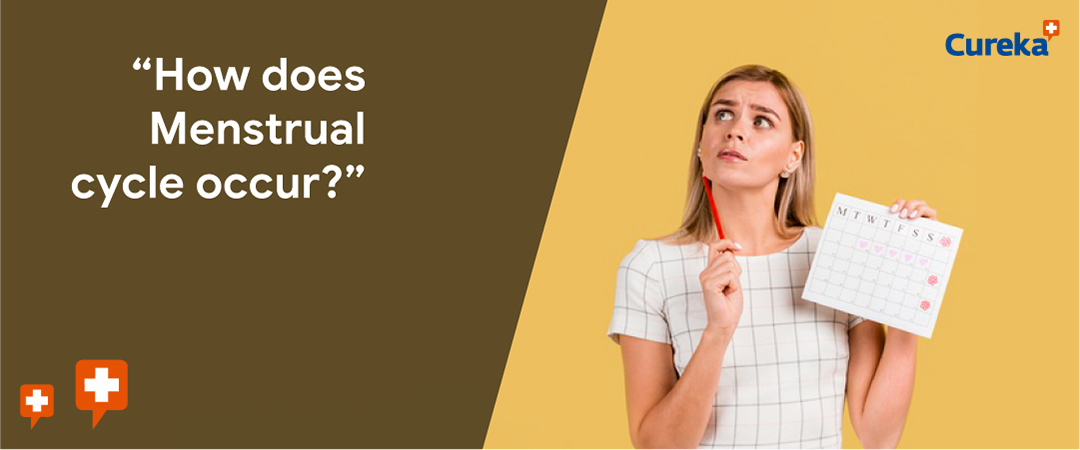 How Does Menstrual Cycle Occur?