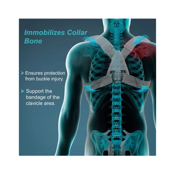 immobilizes collar bone