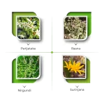 ingredients_ArthrumCapsule