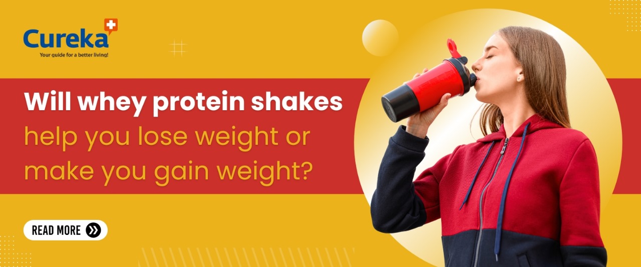 Will whey protein shakes help you lose weight or make you gain weight?